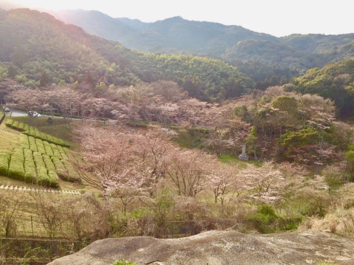 花見サイクリングは昭和池