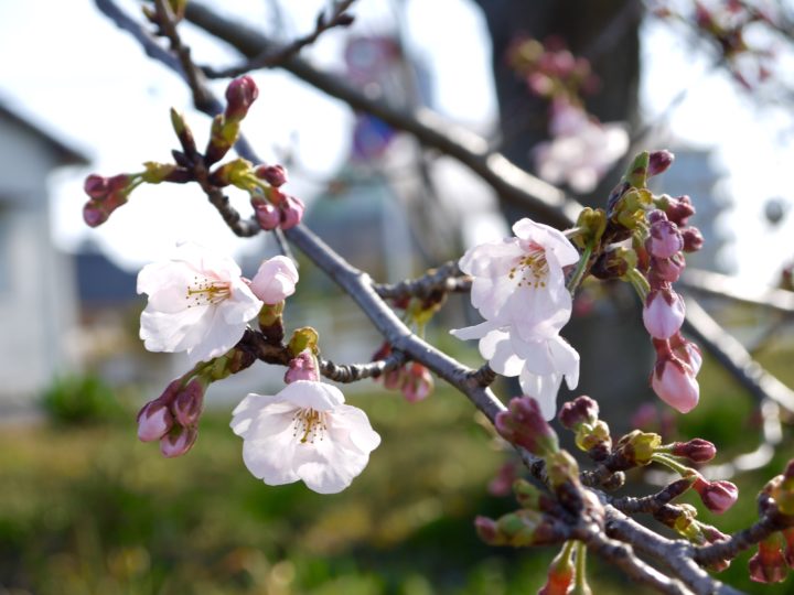 今川沿いの桜はまだまだでした