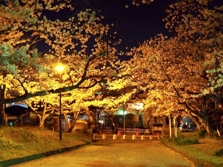 安部山公園の夜桜を見てきた