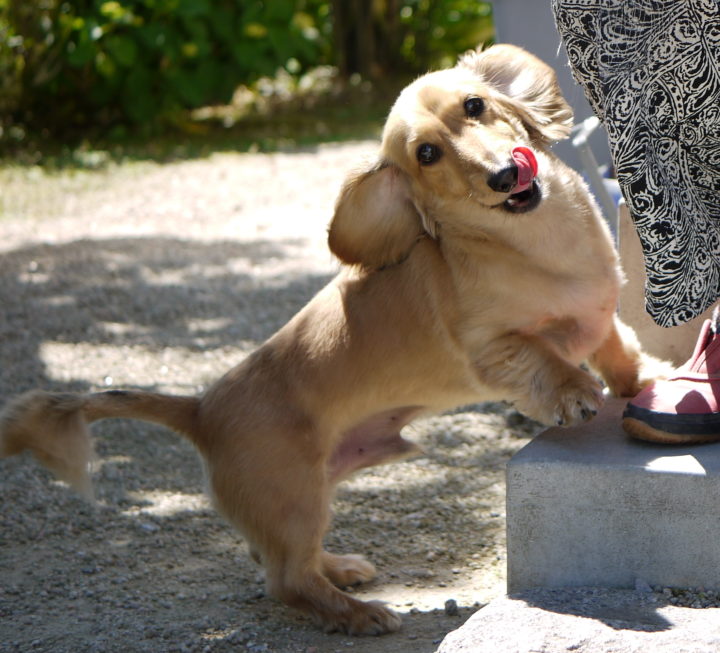 犬に整体をすると