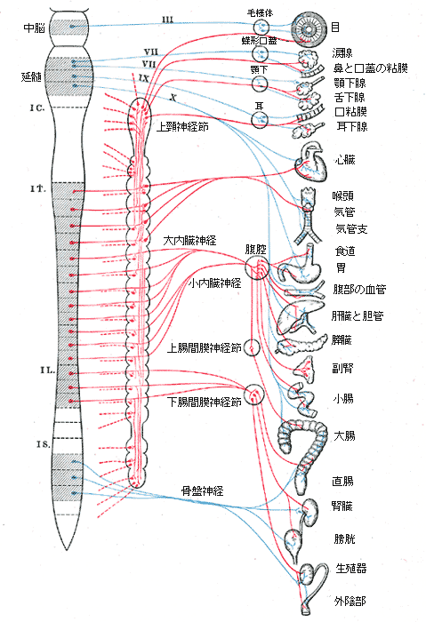 骨盤が整うとは？