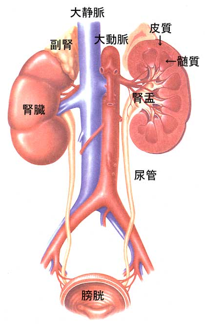 足のむくみの原因が腎臓に