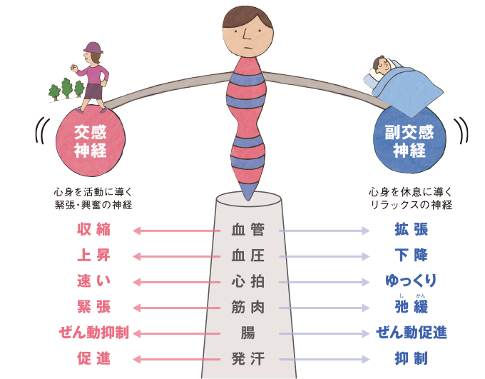 自律神経からみた夏バテの原因と対処法