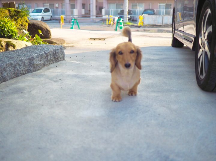 言葉がわかる犬