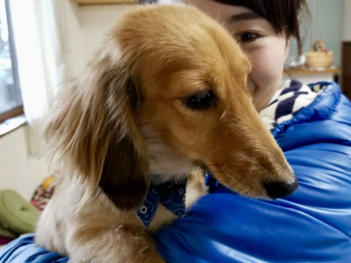 犬も腰痛になるのです