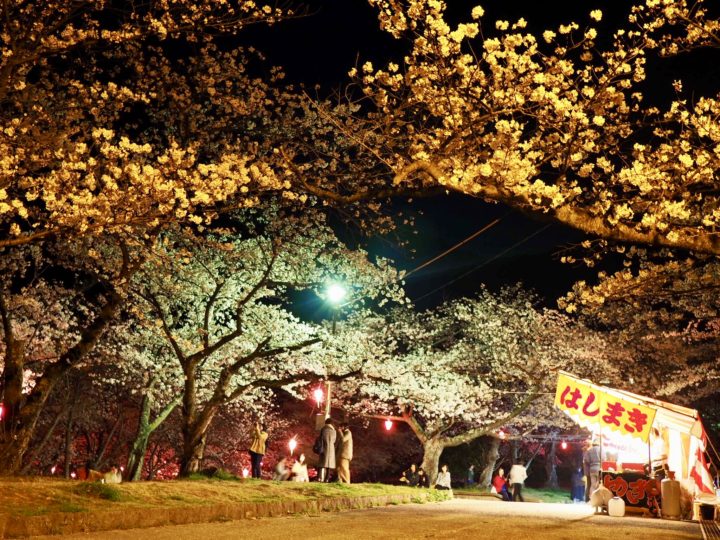 安部山公園の夜桜