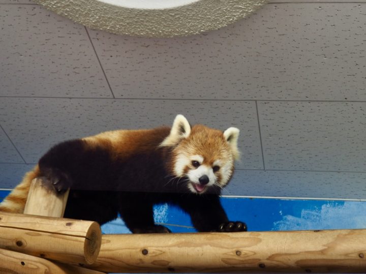 福岡市動物園に行ってきました