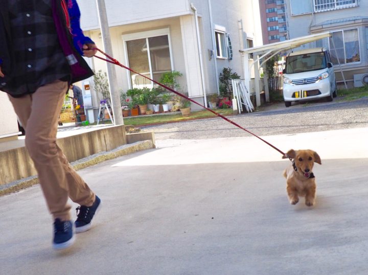 犬は季節に正直者