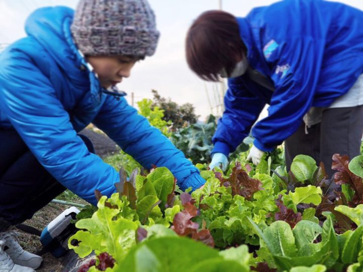 平山ファームへ野菜の収穫に