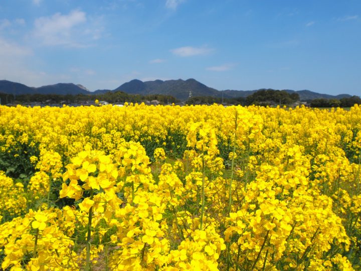 菜の花