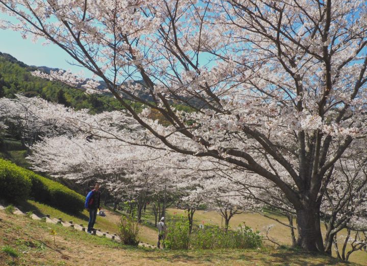 昭和池公園の桜