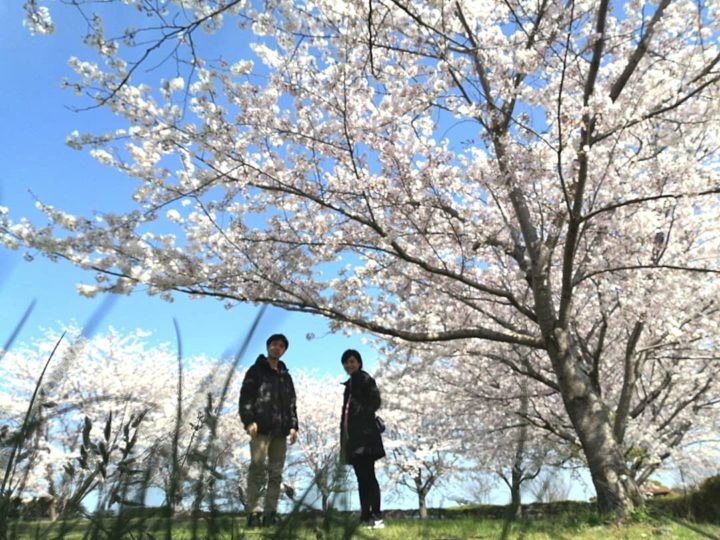 桜の季節