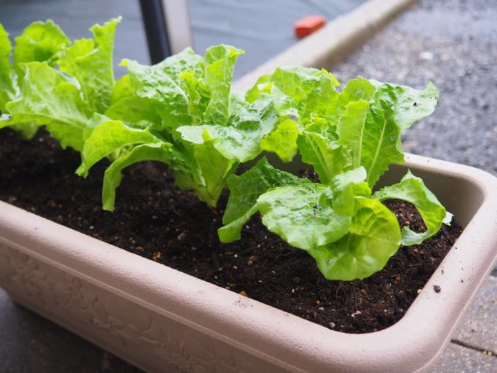 【家庭菜園記録】サンチュを植えました