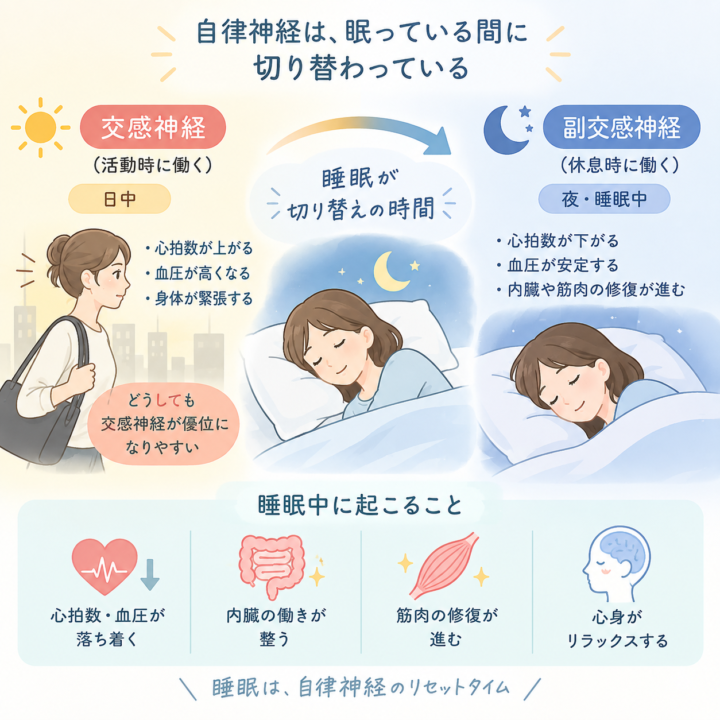 眠っている間に、自律神経で何が起きているのか
